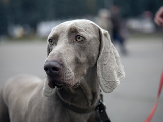 beautiful weimaraner dog posing outdoors