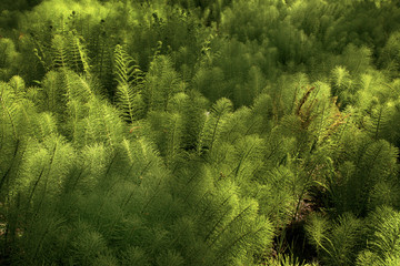 a picture of an Pacific Northwest forest ground cover