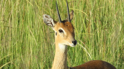 Antilope