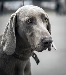 Beautiful Weimaraner
