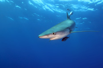 Fototapeta premium The blue shark (Prionace glauca) in the ocean blue