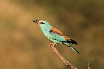 The European roller (Coracias garrulus) sitting on the branch with black beetle in the beak in the middle of grassland