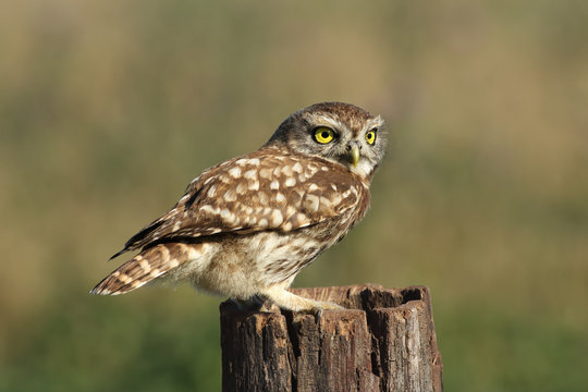 The little owl (Athene noctua) sitting on the stump with green and yellow background