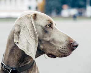 young Weimaraner doggy