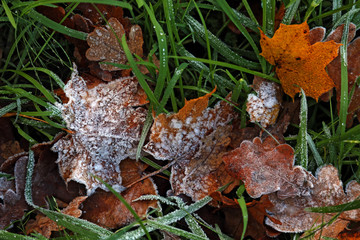 Frost on the leaf and grass