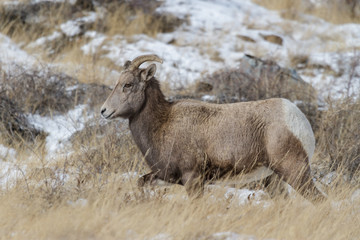 Colorado Rocky Mountain Bighorn Sheep