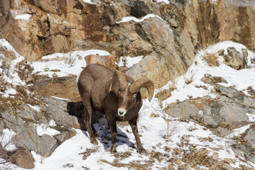 Colorado Rocky Mountain Bighorn Sheep