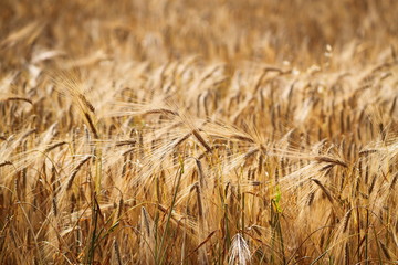 Yellow wheat field background, warn sunset light, bread production, farmland, dry rye stems, harvesting concept. Ears of golden wheat. Background of ripening ears of wheat field. Rich harvest Concept