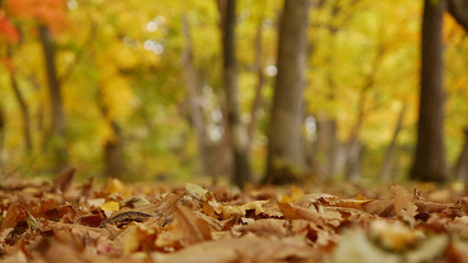 森の落ち葉