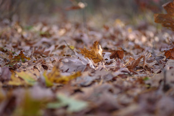 worms eye view of fall leaves on forest floor