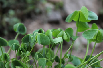 Obraz premium trebol