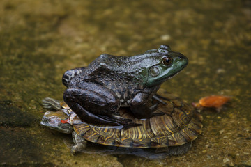 A frog riding a turtle in a pond