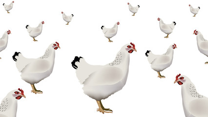 gallina ovaiola bianca animale da cortile