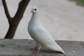 All White Dove