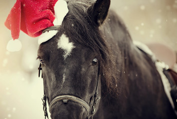 Portrait of a horse in a a red Santa Claus hat