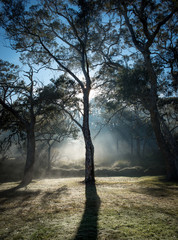 Morning light, Winter, Katoomba, N.S.W. Australia