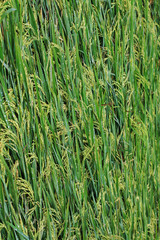 Rice field , close up green Jasmine rice in Thailand