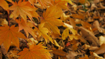 森の紅葉