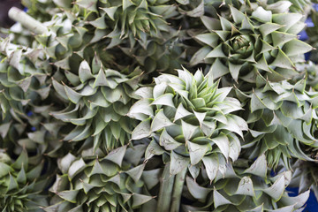 Fototapeta premium Large fruit of the artichoke. Fresh artichoke at the village market.