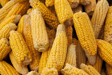 Ripe yellow corn cobs close-up at the farmers market of Iowa United States.