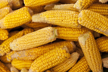 Ripe yellow corn cobs close-up at the farmers market of Iowa United States.