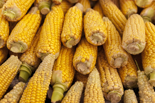Ripe yellow corn cobs close-up at the farmers market of Iowa United States.
