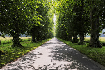 Fototapeta na wymiar A road between trees