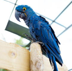 Big blue macaw parrot. A large bird in bright blue.