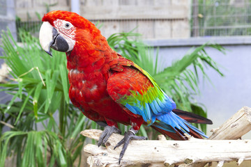 Big parrot macaw. A big bird in bright red blue green lights.