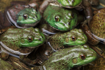 Close on group of frogs in water