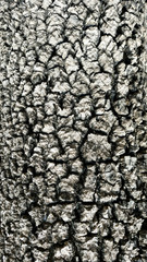 old tree bark texture background.