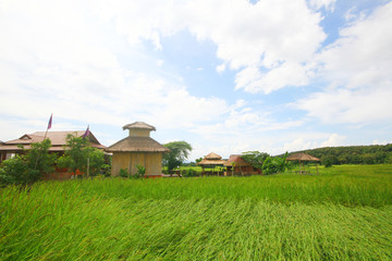 Rice field on terrace hillside in NAN, Thailand. natural landscape of rice farm. cultivation agriculture