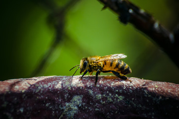 beez macro
