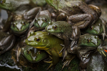 Fototapeta premium Bunch of frogs sitting tightly