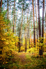 Obraz premium Trees and bushes with yellowed leaves among the tall pines in the autumn forest.