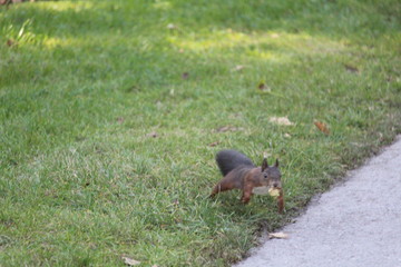 Eichhörnchen