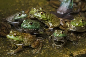 Crédence de cuisine en verre imprimé Grenouille Groupe de grenouilles dans un étang