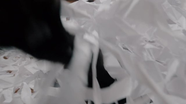 Close-up shot of vlack cat playing with a lot of white paper confetti