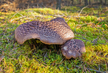 Shingled hedgehog (Sarcodon imbricatus) - rare edible wild mushrooms in the forest moss.