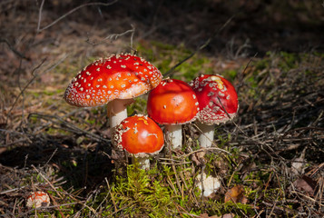 Amanita muscaria (Fly Agaric) - poisonous red cap mushrooms in the autumn forest.