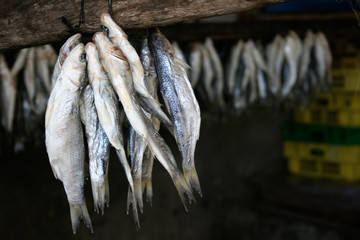 Drying Herrings 