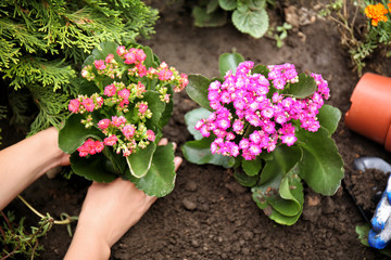 Woman planting flowers in garden