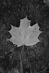 Black and white maple leaf on wooden black background, autumn texture close up