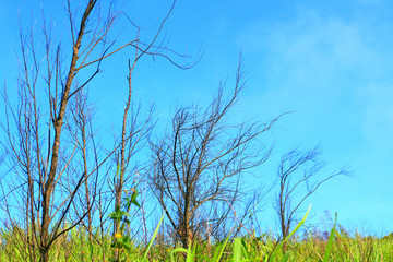 Dead tree branch middle green field with blue sky