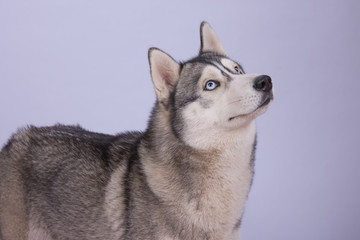 Husky Kopf mit blauen Augen vor weißem Hintergrund