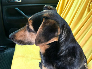 Hund auf der Rücksitzbank eines Autos