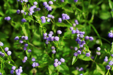 Obraz premium Field of flowers, green grass flower meadow