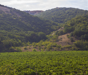 green grape plantation illuminated by the sun.Russia, Crimea
