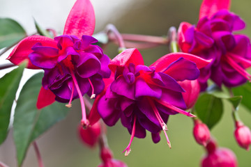 Fuchsia Princess Dollar. Fuchsia flower © Clickmanis