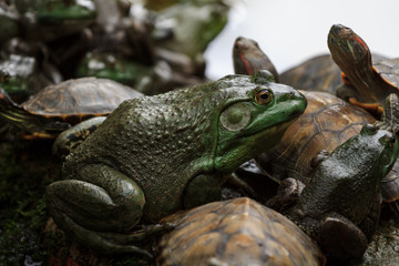 Big frog and turtles